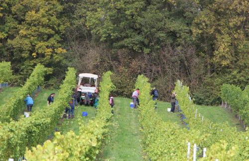 Wildberghof - Foto 8