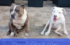 Casa Azul Mountain Retreat - Foto 57