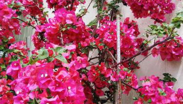 Villa Dimitra Nikiana - Photo 2