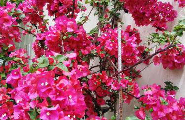 Villa Dimitra Nikiana - Photo 2