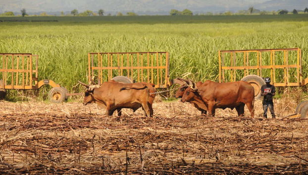 Higüey & Sugar Cane Fields Safari - Foto 3