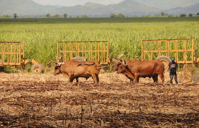Higüey & Sugar Cane Fields Safari - Foto 3
