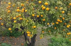 Appartement Gatti - Photo 26