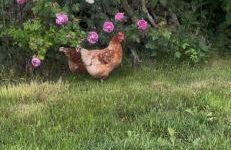 Campbell's Cottage - Foto 37