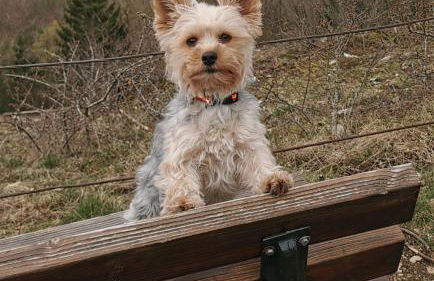 s´Paradies Ferienwohnung - Foto 20