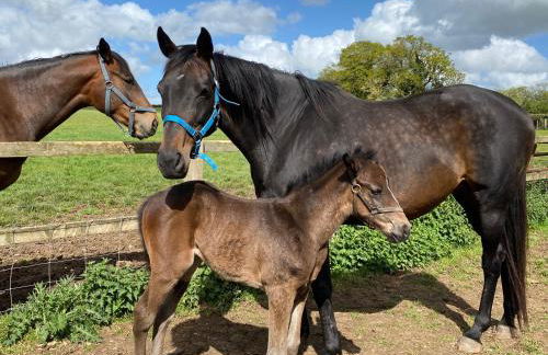 Monarchs View Farmstay - Foto 14