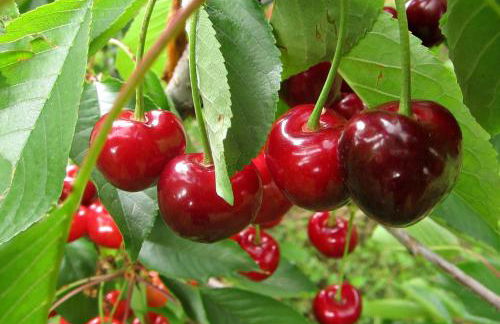 L'Oro Rosso - Foto 8