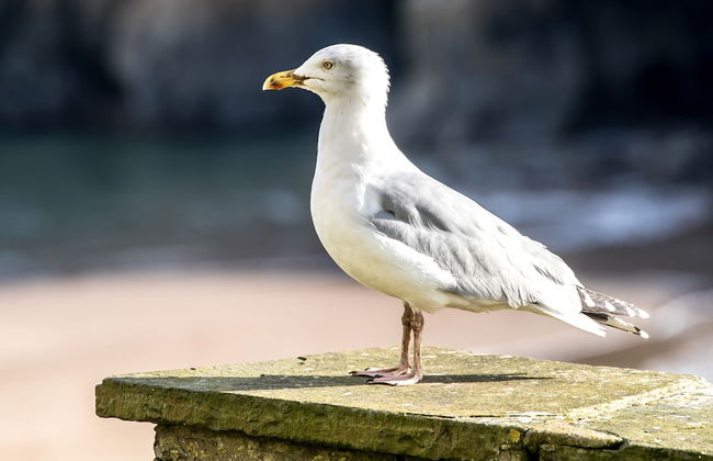 Windermere House - Sea Views Close to Harbour - Foto 41