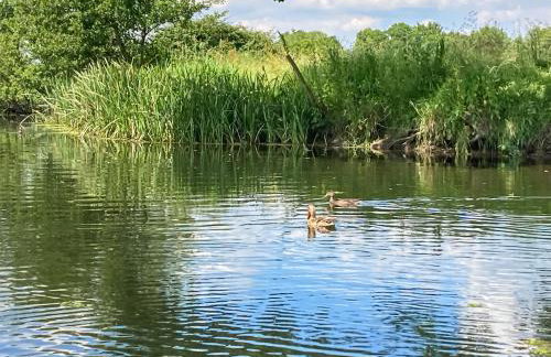 Sunny Meadow Cottage - Photo 22
