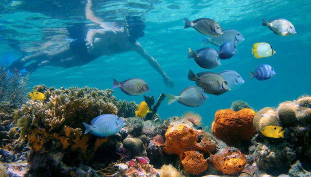 Haciendo snorkel en Los Cabos