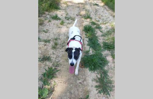 Poggio ai Grilli Apartment - Foto 9