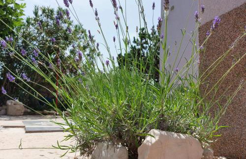 Apartmani Ciprijan - Foto 14