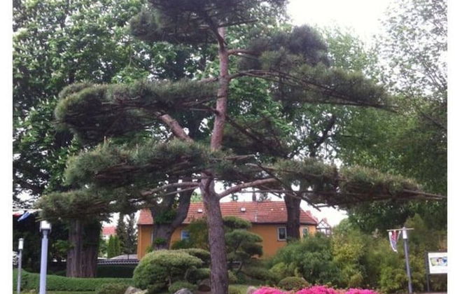 Rose Ambience Modern Retreat - Foto 18