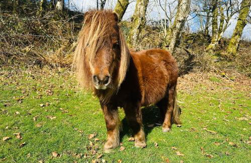 Bay View Cottage - Foto 23