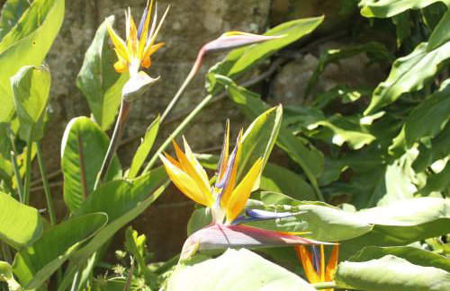 Cabana Gracillis em Alfredo Wagner - Serra Catarinense - Photo 21