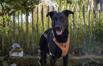 Ferienhaus ScheunenRefugio - Foto 39