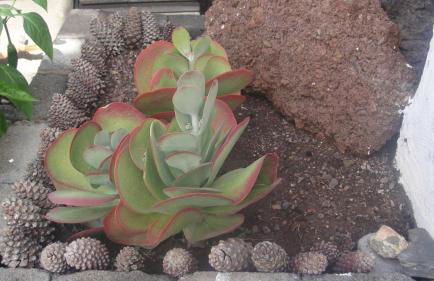 Casa El Pino - Foto 23