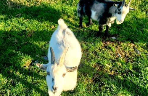 Secluded Converted Horsebox Retreat in Welcombe - Foto 29