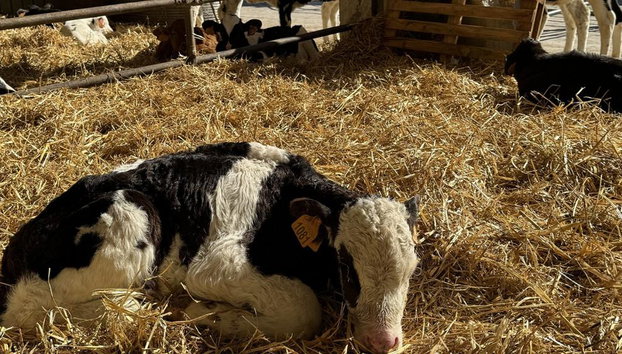 Mozzarella and Pasta Making Workshop in Apulian Masseria with Optional Tasting - Foto 3