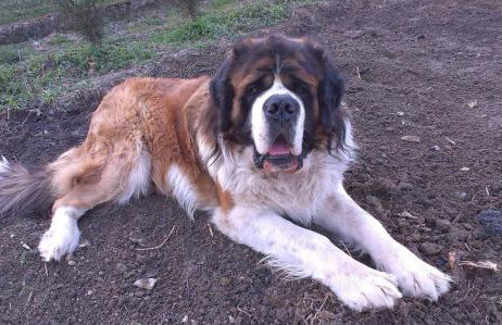 Domek u Piotra koło Szczyrku - Foto 14