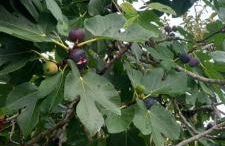 Casinha Ponte Nova - Foto 52