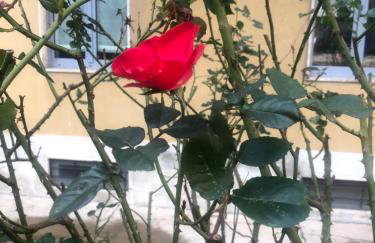 Milano MISSORI Rose garden view - Foto 10