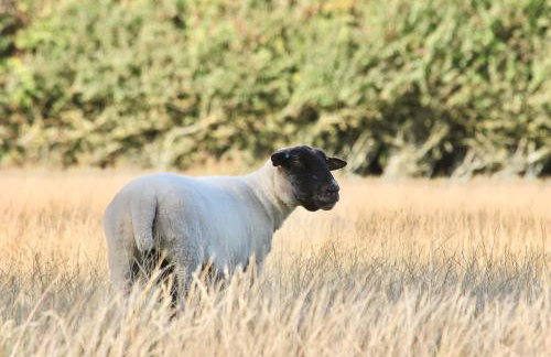 Cosy Cottage in Rural Lympsham - Foto 22