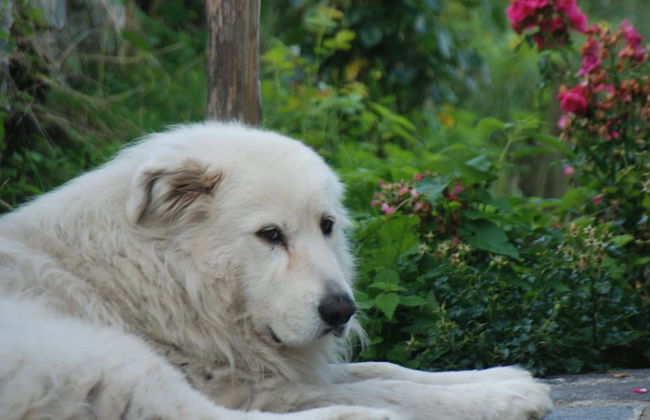 Agriturismo Al Marnich - Foto 72