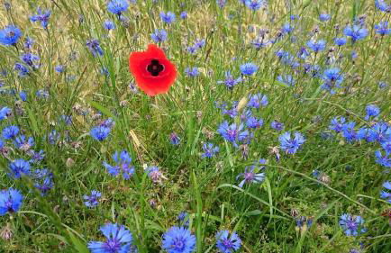 Ferienhaus "Kleine Auszeit" Parkstraße - Foto 54