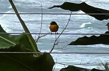 Suíte e Sala com Vista para o Mar - Praia Barra do Sahy - Foto 29