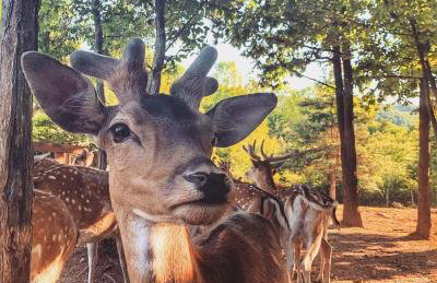 Timber valley - Foto 76