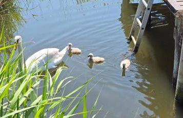 2 Raumwohnung mit sonniger Terrasse und Seeblick - Foto 17