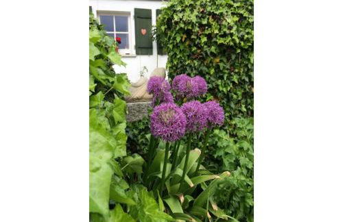 Ferienhaus in Kollnburg mit Garten - Photo 33