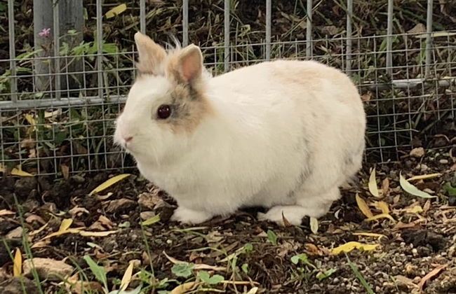 Ferienwohnung Gartenblick - Foto 23