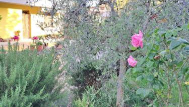 Casa Gli Ulivi - Foto 4