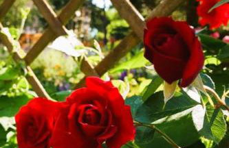 Olszyna Pod Brzozą - Foto 41