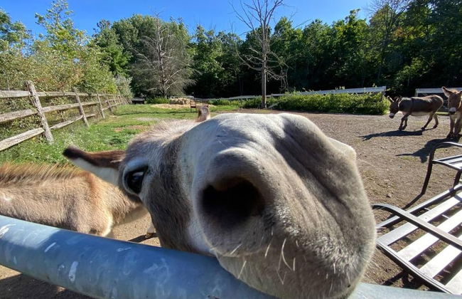 Modern Farm Home 2hr NYC BOS Peaceful Wifi - Foto 26