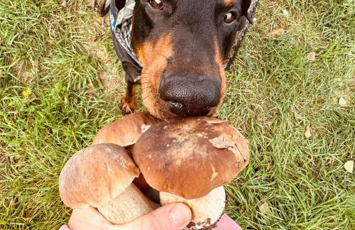 aResowa Wioska - Foto 40