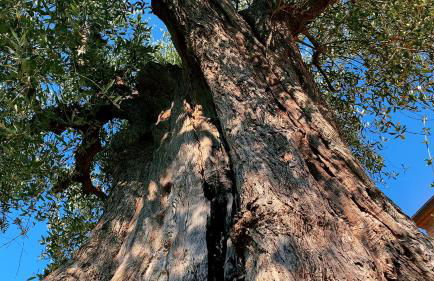 Agriturismo L'isola - Foto 65