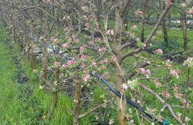 agriturismo zibramonda - Foto 40