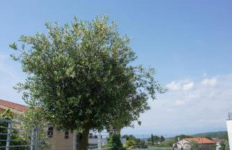 Villa Mirno More Apartments - Foto 15