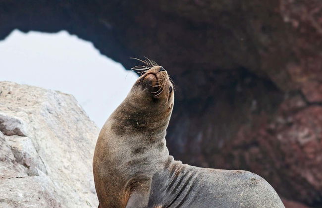Tour di 2 giorni a Ica e Paracas - Foto 1