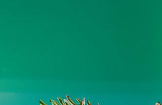 Breezy Sport House Chalé Ravenala - Photo 9