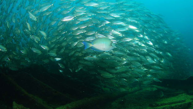 Beginners' Scuba Diving Lesson in Praia do Porto - Foto 3