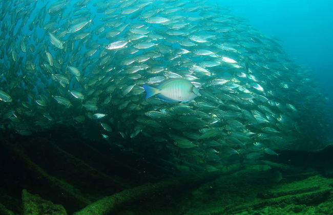 Beginners' Scuba Diving Lesson in Praia do Porto - Foto 3