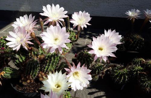 Studio apartman CENTAR - Foto 41