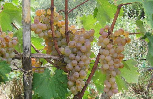 Agriturismo La Sarticola - Foto 21