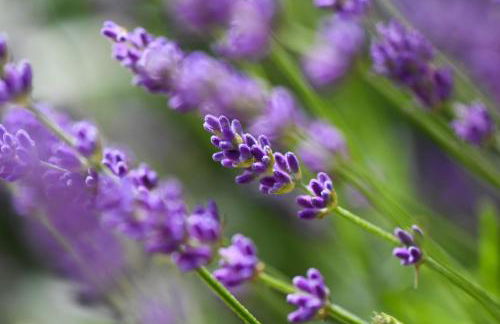 Quinta Lusitânia - Photo 53