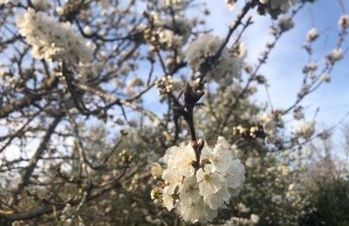 Villa Ljubica with big beautiful garden - Foto 6