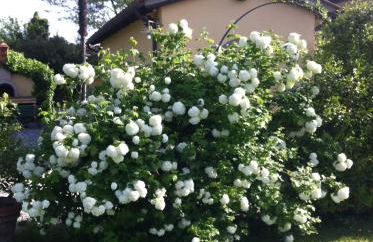 Fattoria di Migliarino - Foto 61